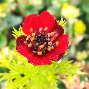 Annexe img_002304802CRS.jpg