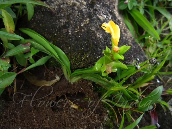 Annexe Curcuma Bhatii.jpg