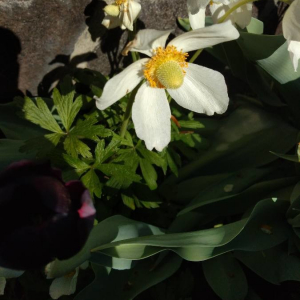 Annexe img_002397886CRS.jpg