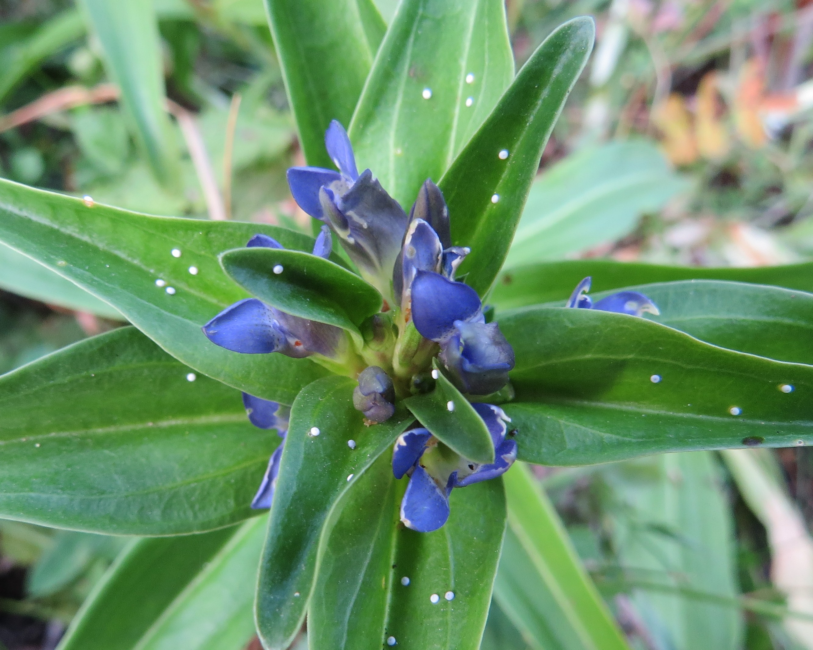 Annexe gentiane a croisette.jpg