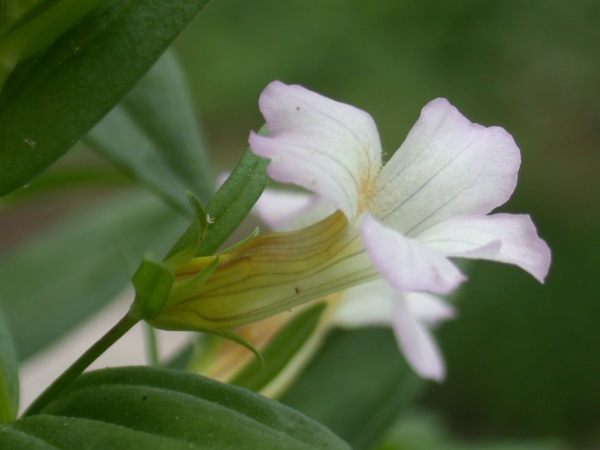 Annexe gratiole officinale.jpg