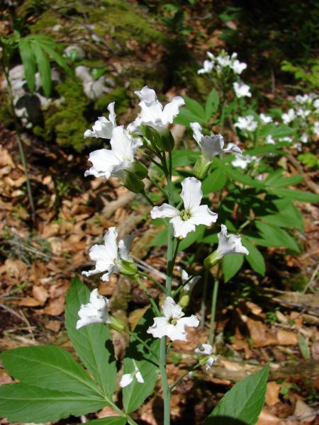 Annexe img 000211426L.jpg