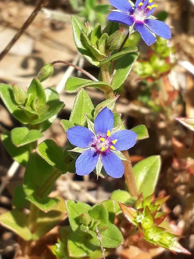 Annexe Lysimachia foemina.jpg