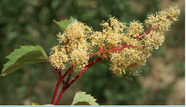 Annexe Capture d’écran 2020-05-06 à 19.21.25.png