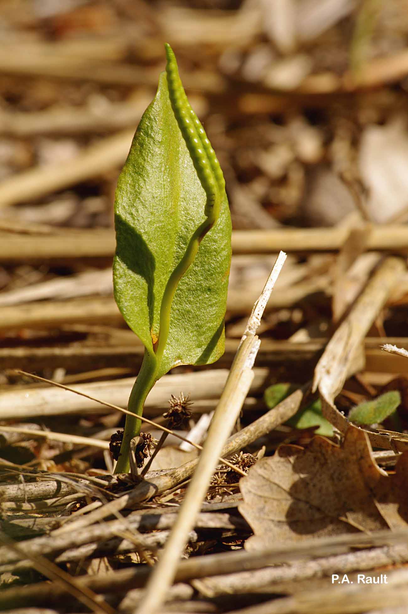 Annexe ophioglosse.jpg