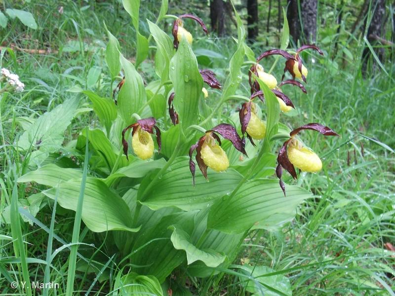 Annexe sabot-de-venus.jpg