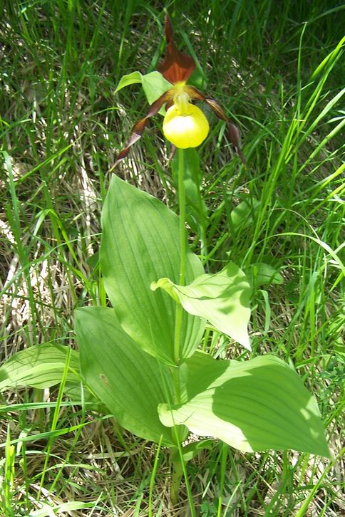 Annexe Cypripedium_calceolus.JPG