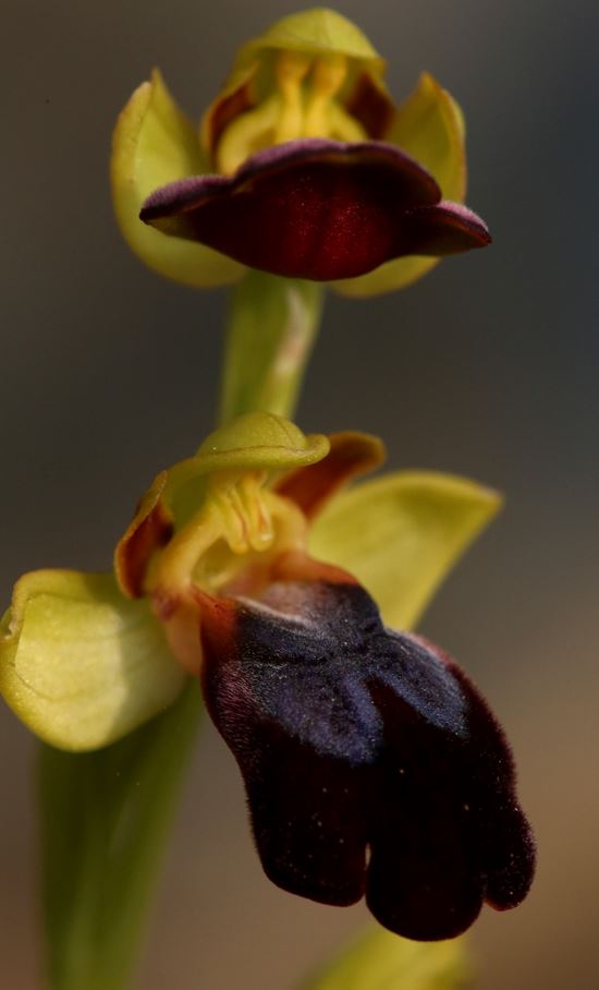 Annexe Ophrys_eleonorae.JPG