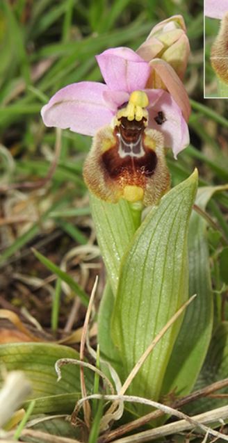 Annexe Ophrys_tenthredinifera.JPG