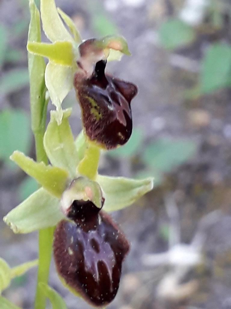 Annexe Ophrys noir2.jpg