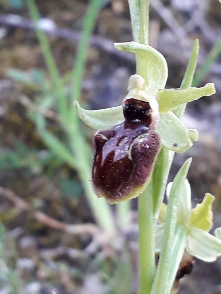 Annexe Ophrys noir4.jpg