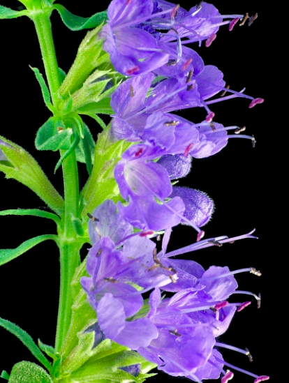 Annexe Capture d’écran 2020-05-06 à 21.39.00.png