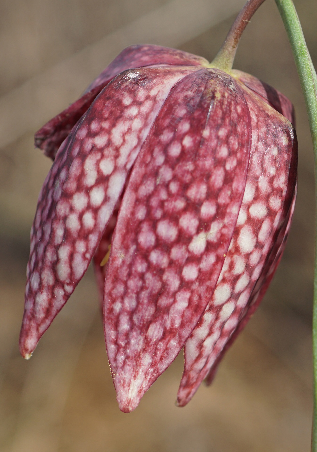Annexe Fritillaria meleagrisL. fritillaire pintade en danger dextinction rhone alpes.jpg