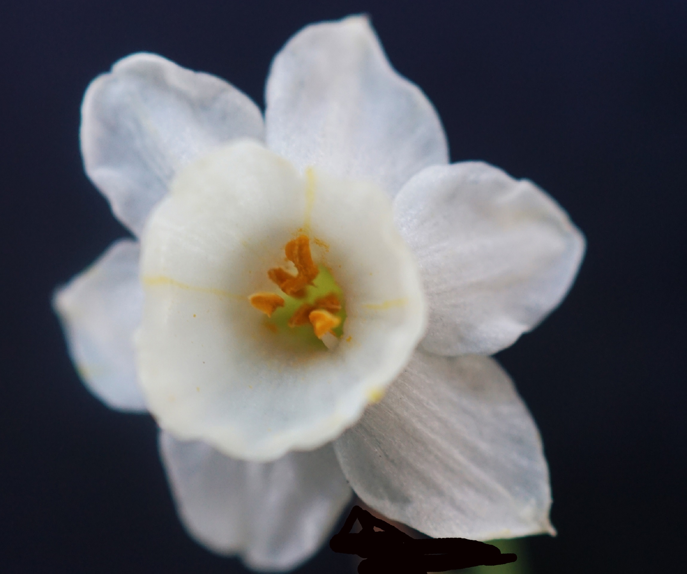 Annexe Narcissus dubius Gouan, narcsisse douteux, vulnérable.jpg