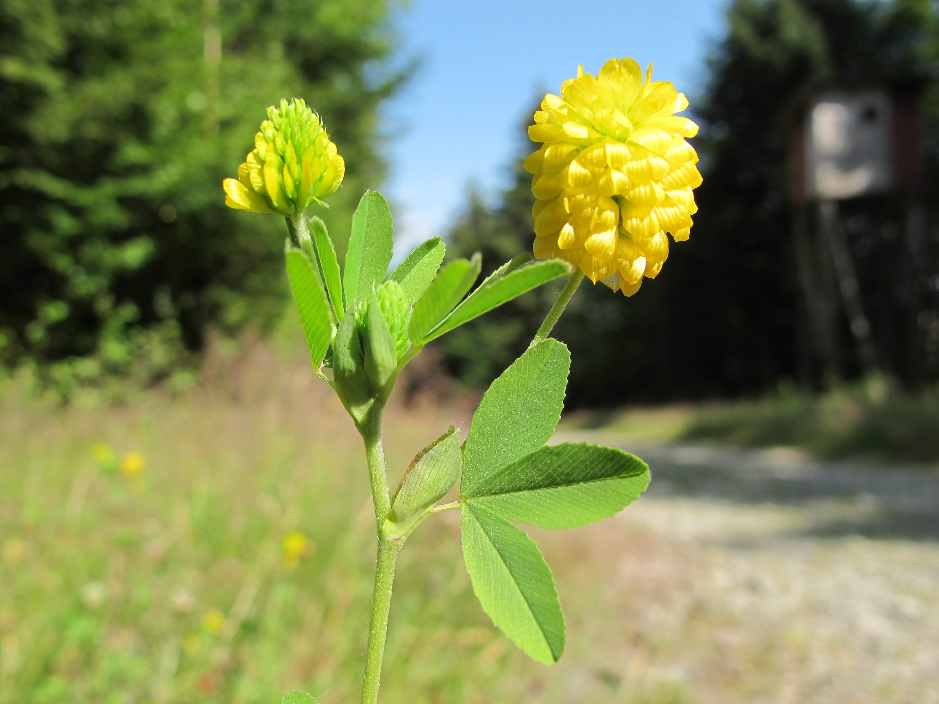 Annexe img-000098193O.jpg