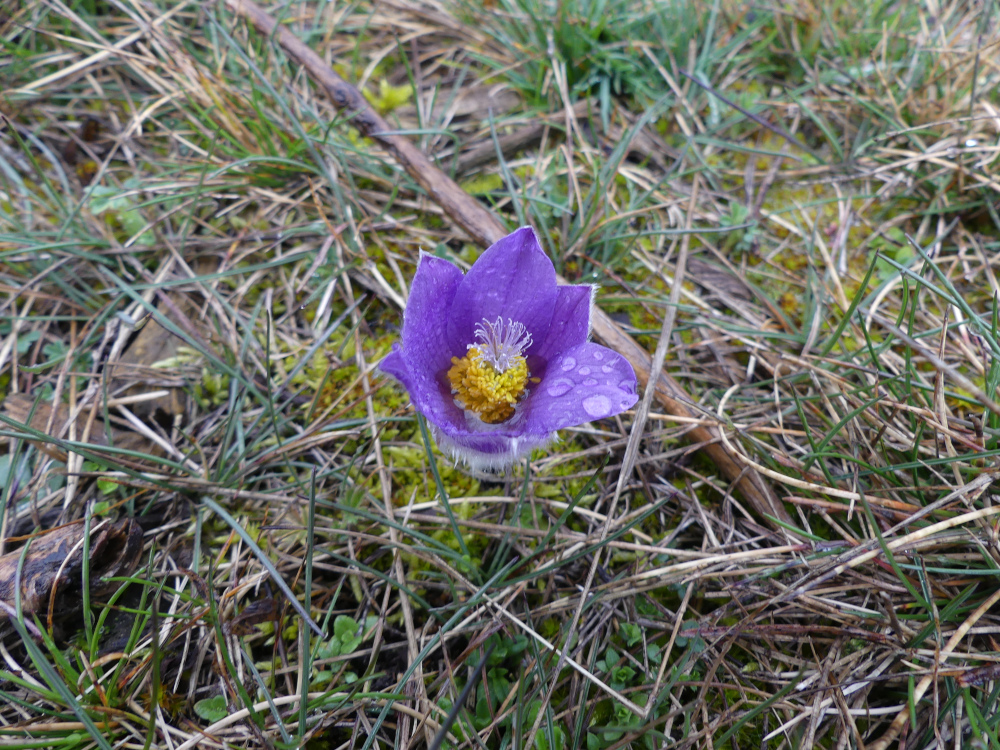 Annexe Anemone pulsatilla L. Ranunculaceae mini.JPG