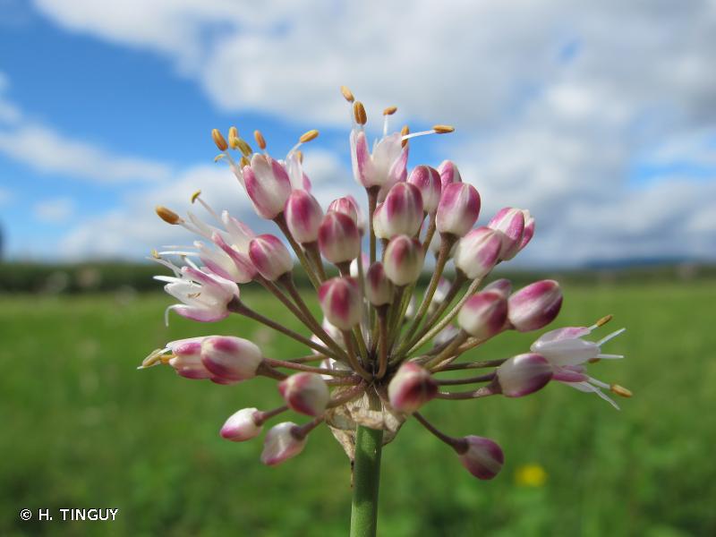 Annexe Allium odorant crédit photo  H.TINGUY.jpg