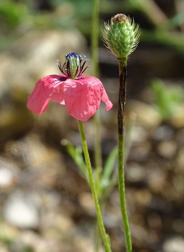 Annexe img002195516O.jpg