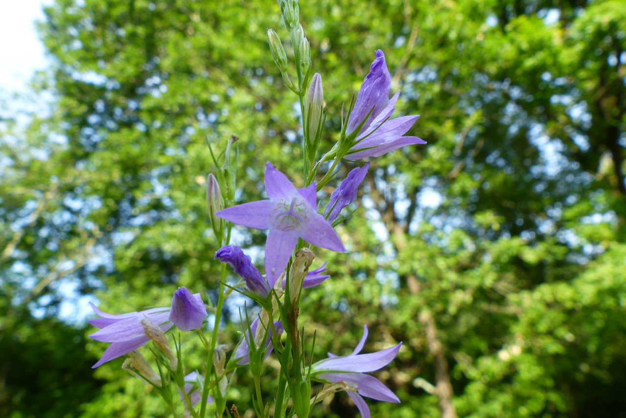 Annexe img 002372740O.jpg