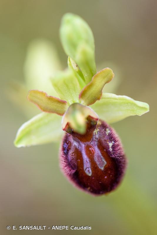 Annexe Ophrys aranifera Huds..jpg