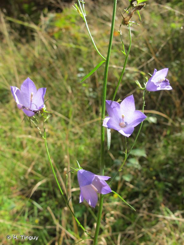 Annexe campanule de baumgartner.jpg