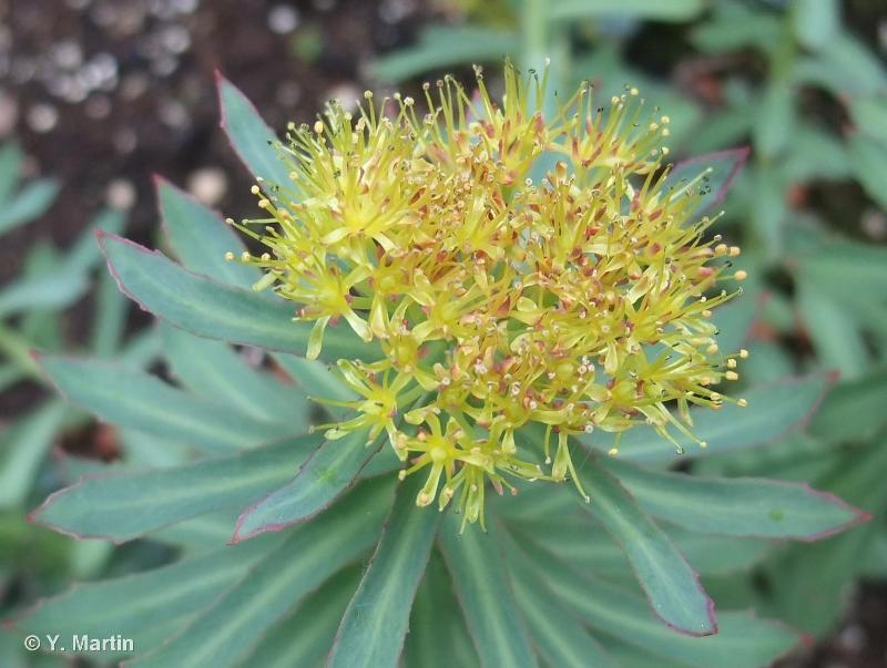 Annexe rodiola rosea.jpg