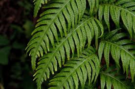 Annexe woodradia.jpeg