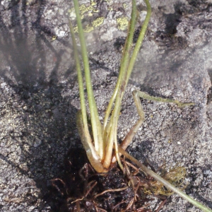 Annexe Isoetes lacustris.jpg