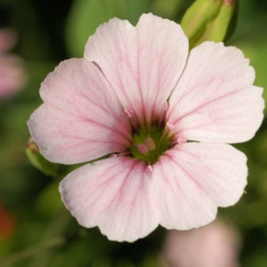 Annexe Vaccaria hispanica.jpg