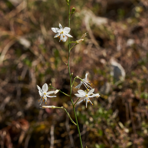 Annexe Anthericum ramosum L..jpg