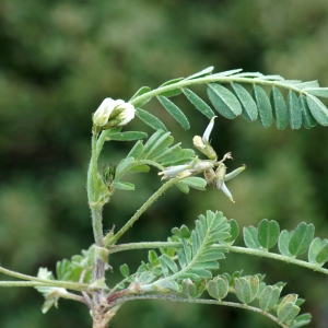Annexe Astragalus hamosus L..jpg