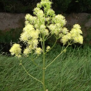 Annexe Thalictrum flavum L..jpg