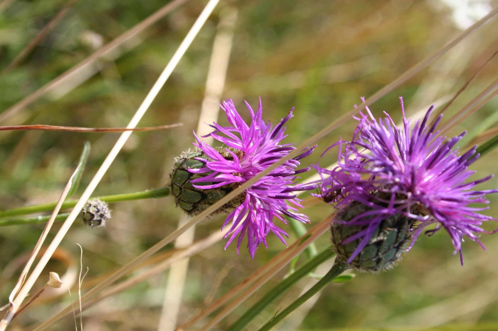 Annexe Centaurea scabiosa NT.JPG