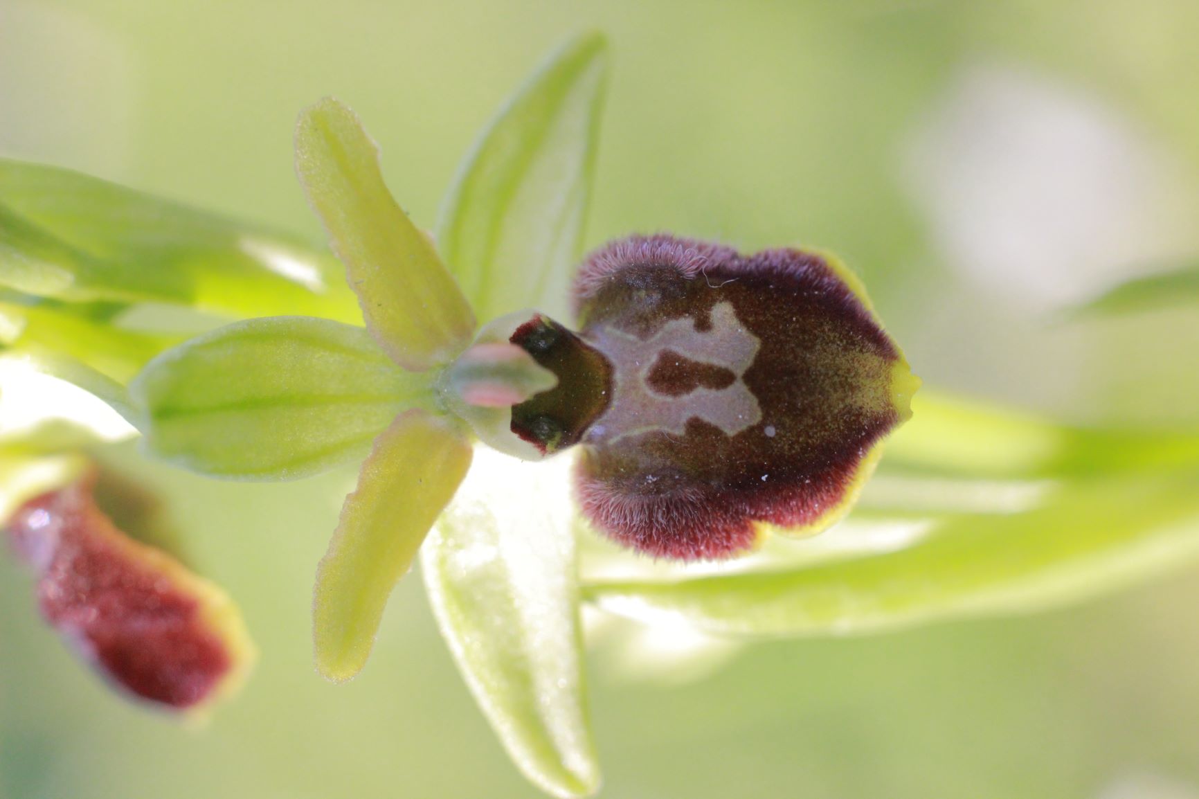 Annexe Ophrys aranifera NT.JPG