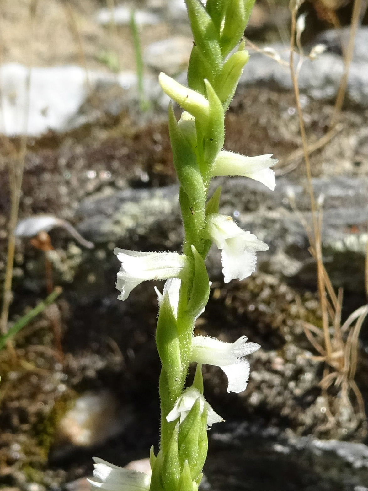 Annexe Spiranthes aestivalis (Poir.) Rich..jpg