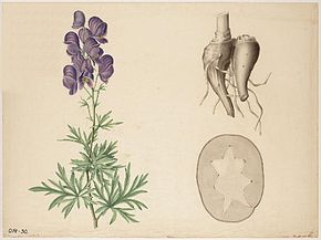 Annexe 290px-Aconitum_napellus00.jpg