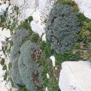 Annexe Astragale 1.jpg