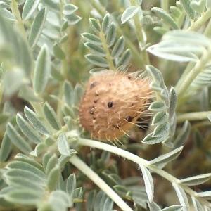 Annexe Astragale 2.jpg