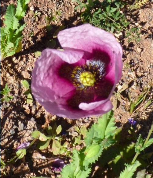 Annexe Capture d’écran 2020-05-07 à 18.51.17.png