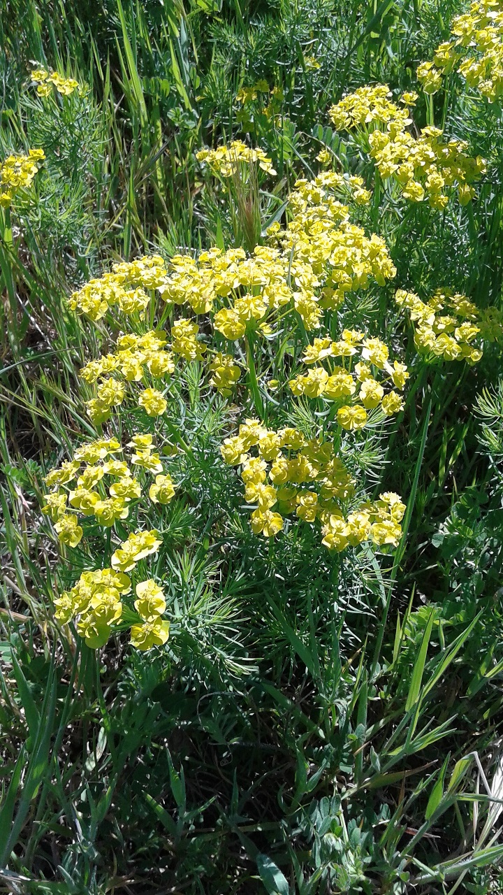 Annexe Euphorbe petit-cypres.jpg