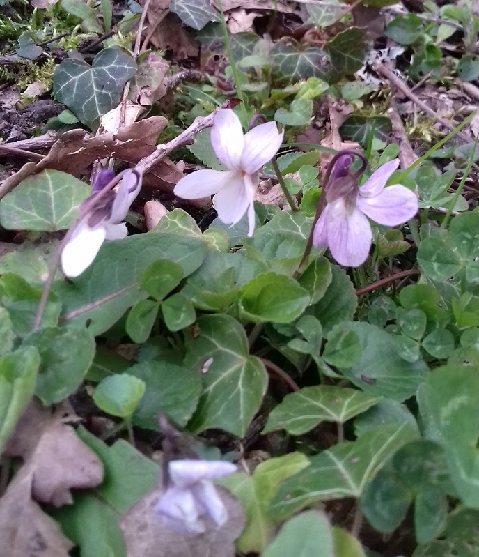 Annexe Violette blanche.jpg