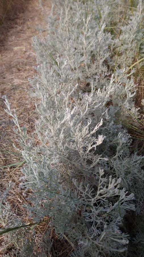 Annexe img 002385004O.jpg