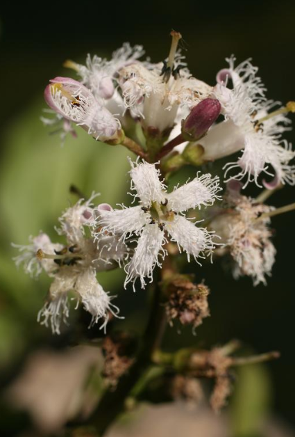 Annexe Trèfle deau.PNG