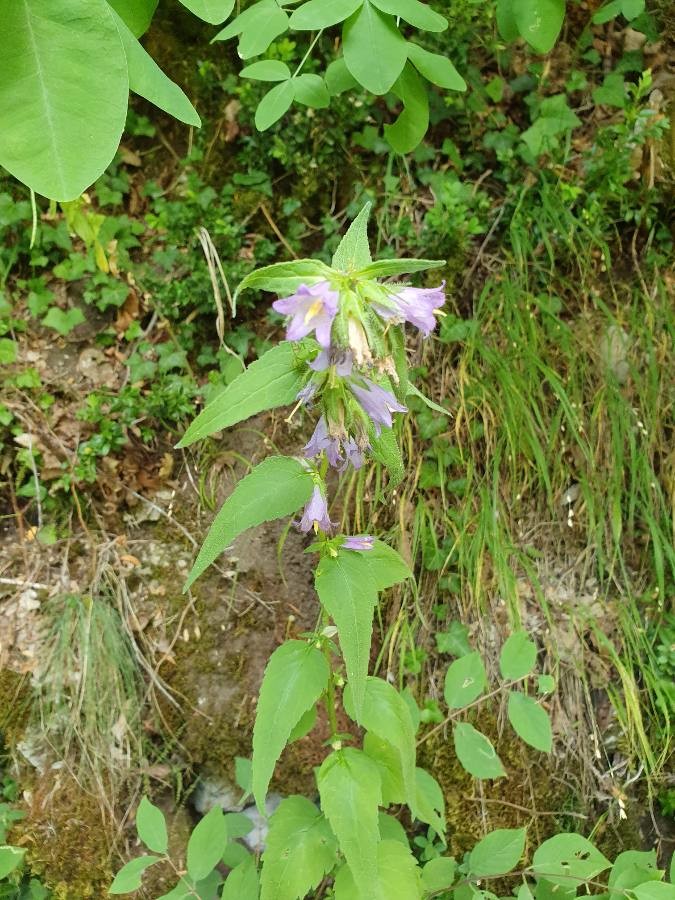 Annexe img_002393561O.jpg