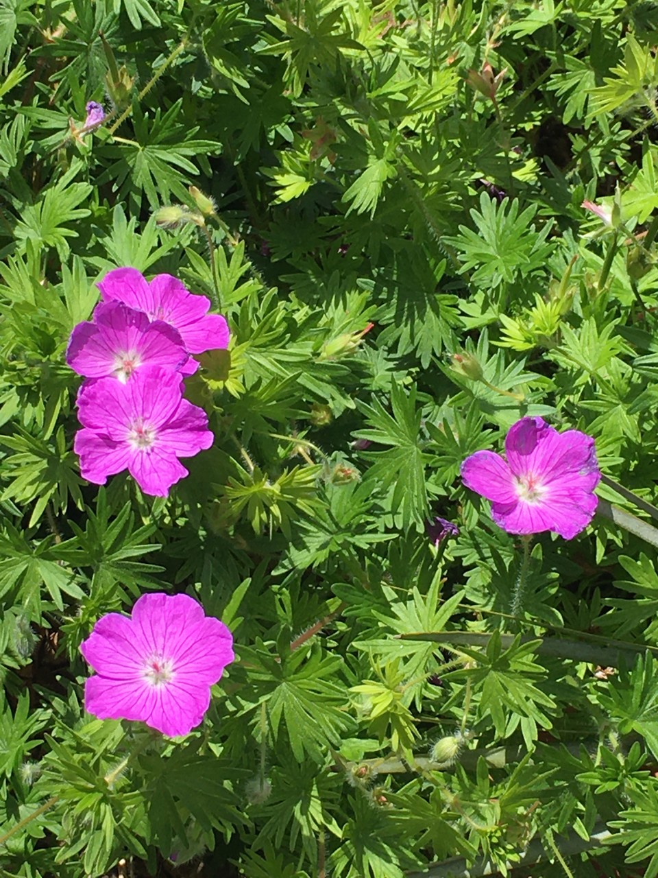 Annexe img_002409249O.jpg