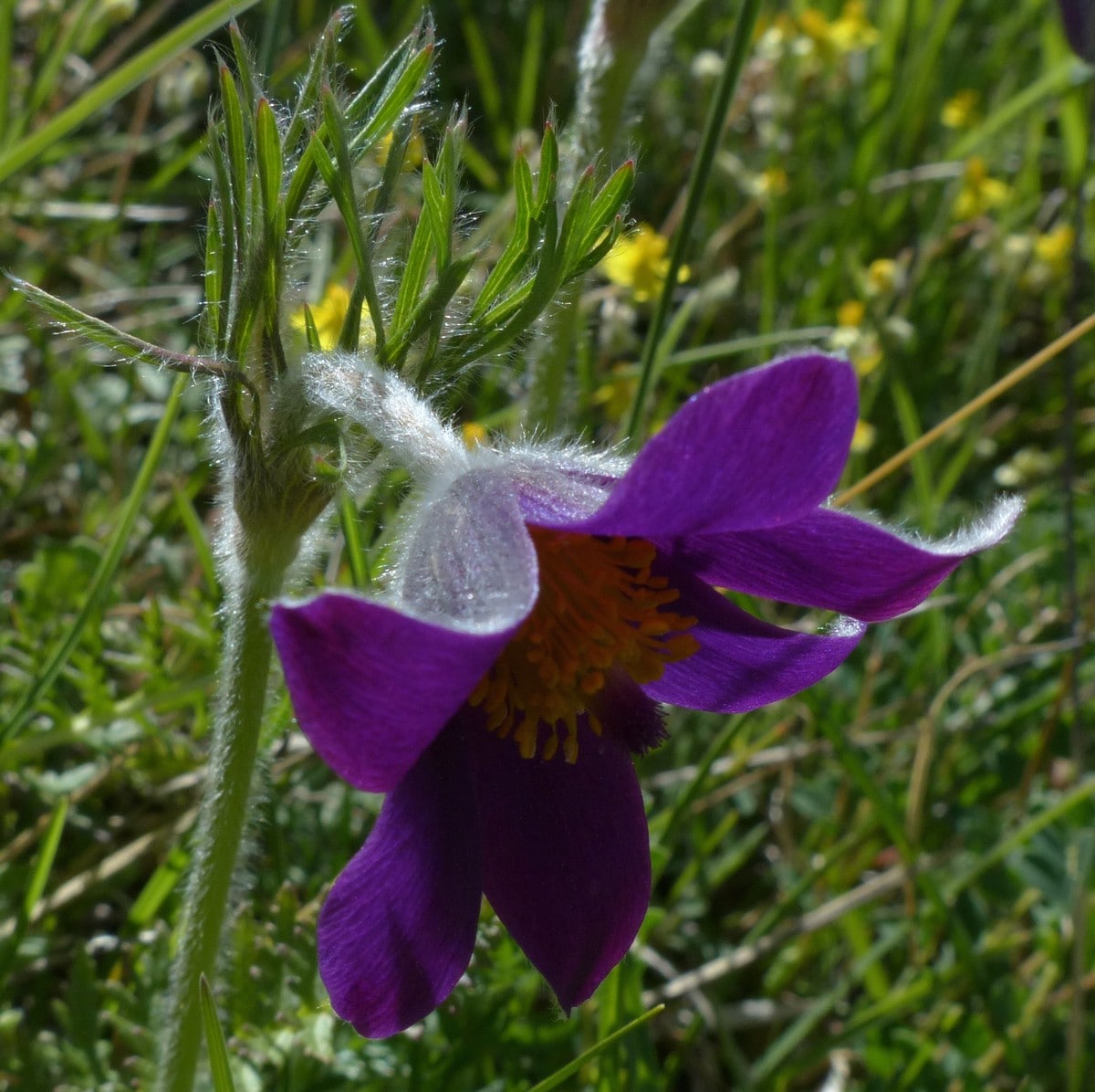 Anemone pulsatilla subsp. bogenhardtiana