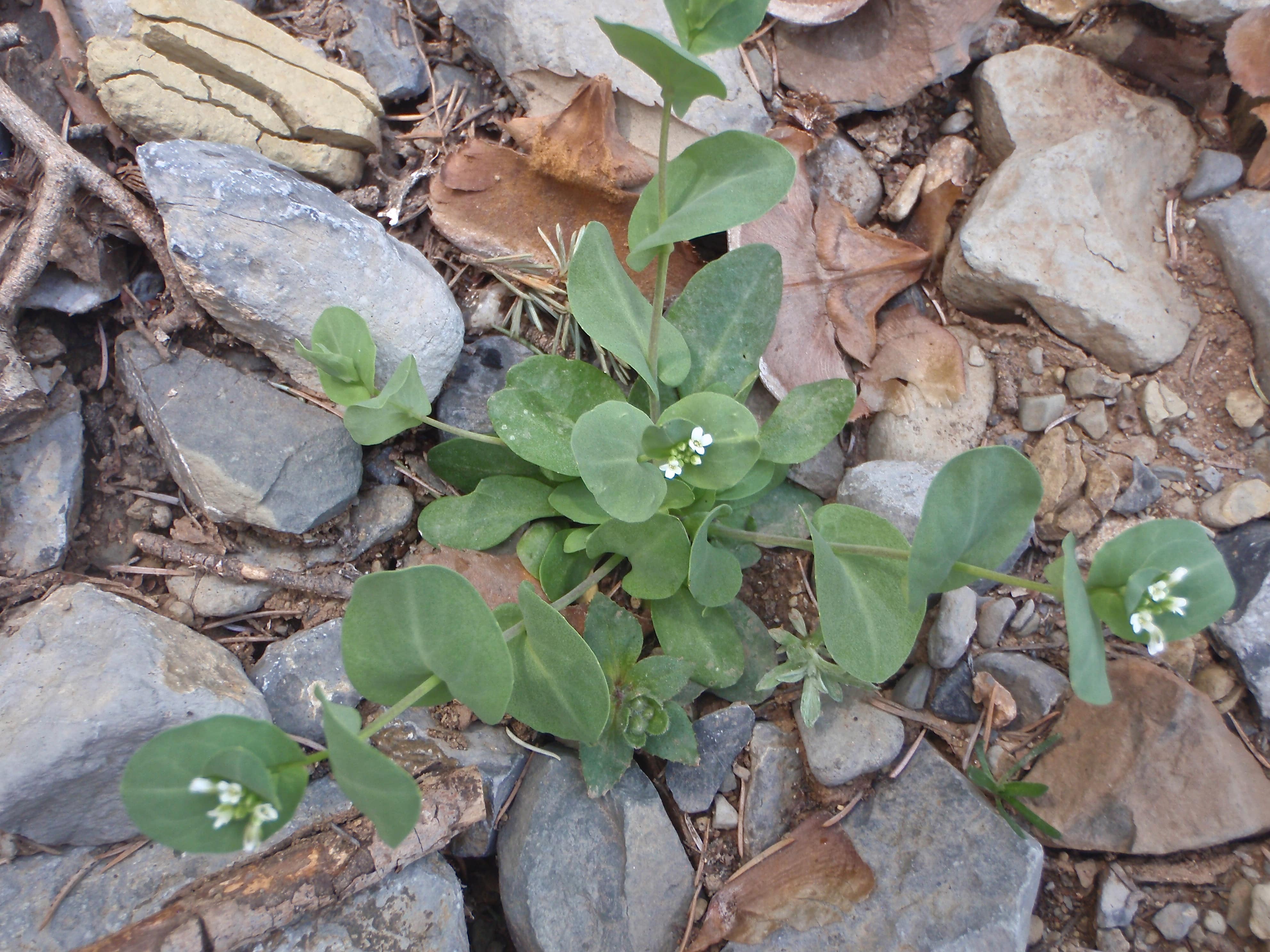 Conringia orientalis (L.)