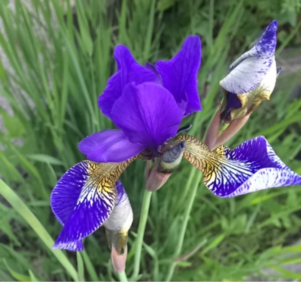 Iris sibirica L.