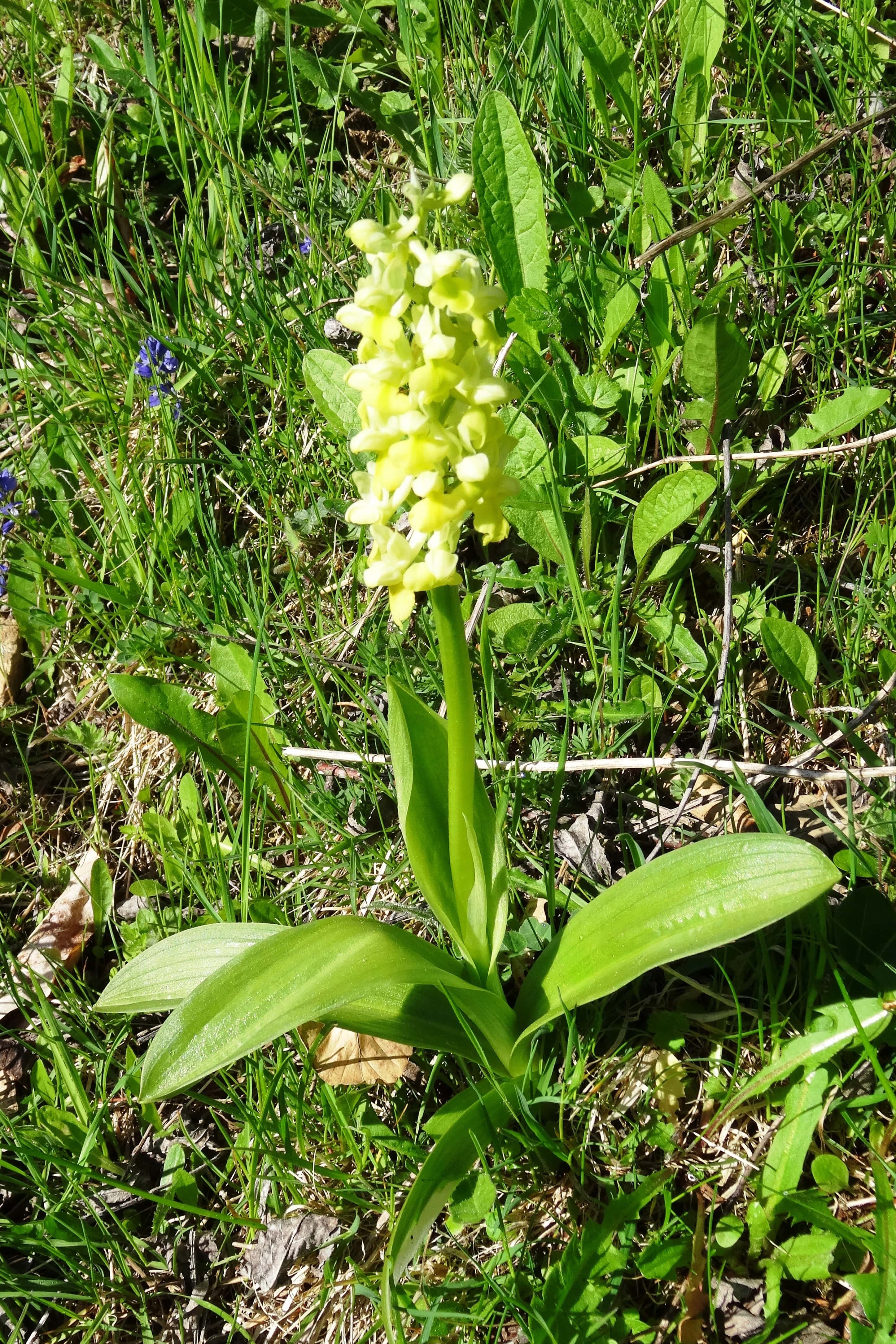 Orchis pallens L.