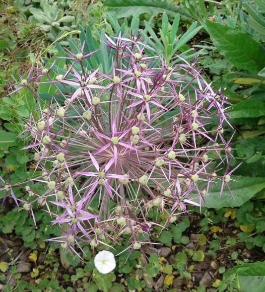 Allium nigrum L.